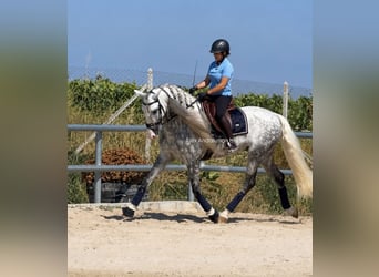 PRE Mix, Stallone, 6 Anni, 167 cm, Grigio pezzato