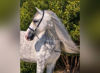 PRE Mix, Stallone, 6 Anni, 167 cm, Grigio pezzato