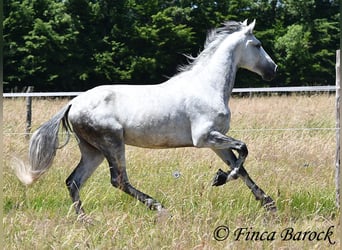 PRE, Stallone, 6 Anni, 168 cm, Grigio
