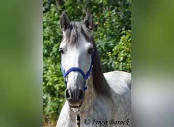 PRE, Stallone, 6 Anni, 168 cm, Grigio