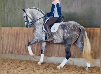 PRE Mix, Stallone, 6 Anni, 168 cm, Grigio