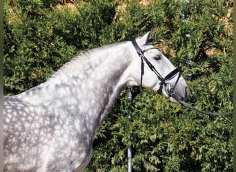 PRE Mix, Stallone, 6 Anni, 168 cm, Grigio