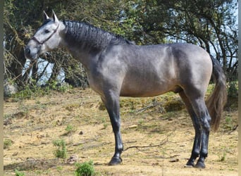 PRE Mix, Stallone, 6 Anni, 168 cm, Grigio