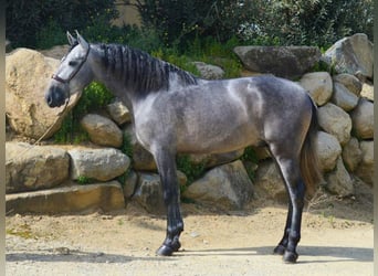 PRE Mix, Stallone, 6 Anni, 168 cm, Grigio