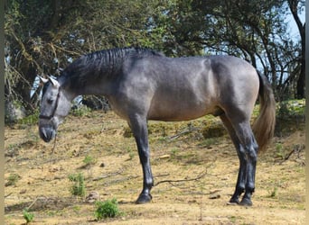 PRE Mix, Stallone, 6 Anni, 168 cm, Grigio