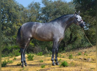 PRE Mix, Stallone, 6 Anni, 168 cm, Grigio
