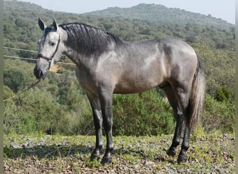 PRE Mix, Stallone, 6 Anni, 168 cm, Grigio