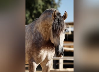 PRE, Stallone, 6 Anni, 168 cm, Grigio