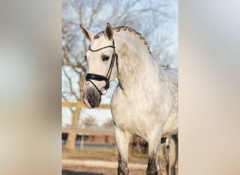 PRE, Stallone, 6 Anni, 168 cm, Grigio