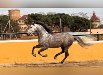 PRE Mix, Stallone, 6 Anni, 168 cm, Grigio pezzato