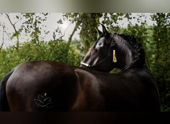 PRE Mix, Stallone, 6 Anni, 168 cm, Morello