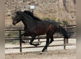 PRE Mix, Stallone, 6 Anni, 170 cm, Baio ciliegia