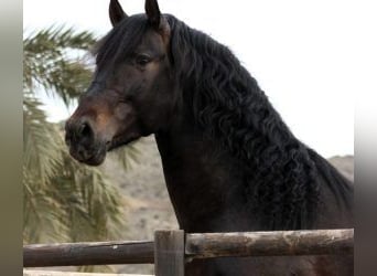 PRE Mix, Stallone, 6 Anni, 170 cm, Baio ciliegia