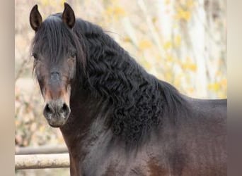 PRE Mix, Stallone, 6 Anni, 170 cm, Baio ciliegia