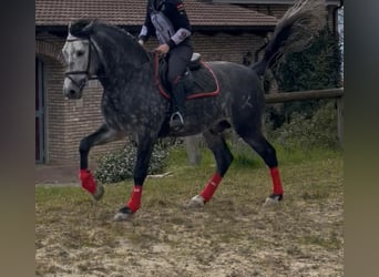 PRE Mix, Stallone, 6 Anni, 170 cm, Bianco