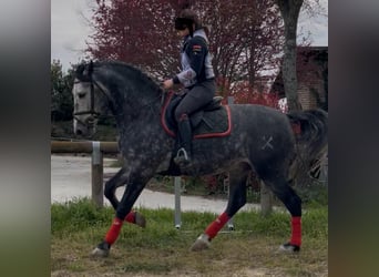 PRE Mix, Stallone, 6 Anni, 170 cm, Bianco