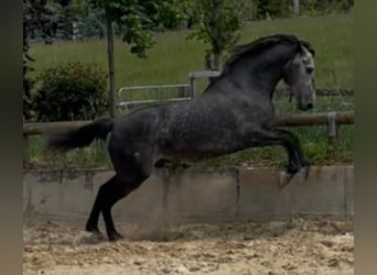 PRE Mix, Stallone, 6 Anni, 170 cm, Bianco