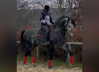PRE Mix, Stallone, 6 Anni, 170 cm, Bianco