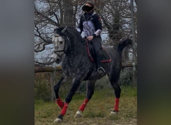 PRE Mix, Stallone, 6 Anni, 170 cm, Bianco