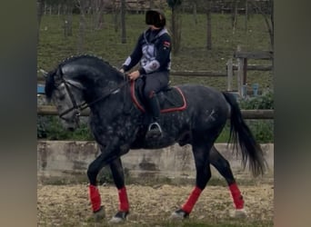 PRE Mix, Stallone, 6 Anni, 170 cm, Bianco