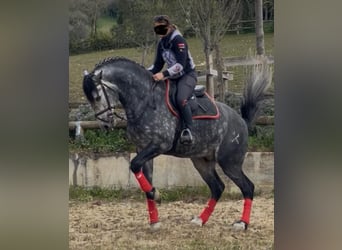 PRE Mix, Stallone, 6 Anni, 170 cm, Bianco