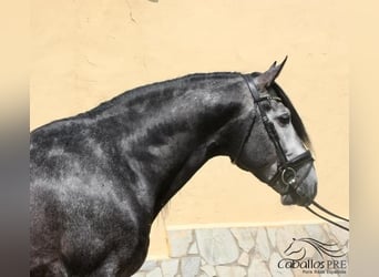 PRE, Stallone, 6 Anni, 170 cm, Grigio