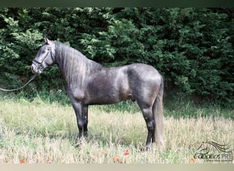 PRE, Stallone, 6 Anni, 170 cm, Grigio