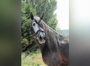 PRE, Stallone, 6 Anni, 170 cm, Grigio