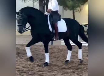 PRE Mix, Stallone, 6 Anni, 170 cm, Grigio pezzato