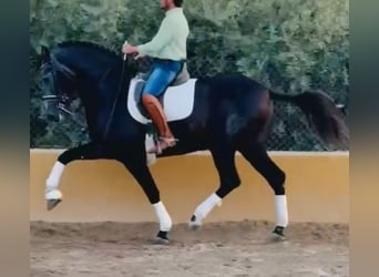 PRE Mix, Stallone, 6 Anni, 170 cm, Grigio pezzato