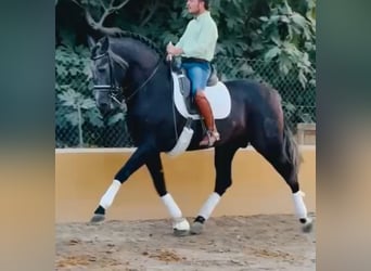 PRE Mix, Stallone, 6 Anni, 170 cm, Grigio pezzato