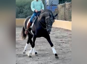 PRE Mix, Stallone, 6 Anni, 170 cm, Grigio pezzato