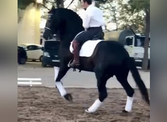 PRE Mix, Stallone, 6 Anni, 170 cm, Grigio pezzato
