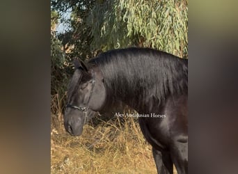 PRE Mix, Stallone, 6 Anni, 170 cm, Morello