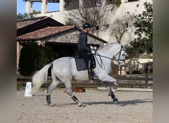 PRE Mix, Stallone, 6 Anni, 171 cm, Grigio