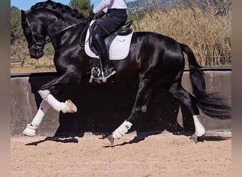 PRE Mix, Stallone, 6 Anni, 172 cm, Morello