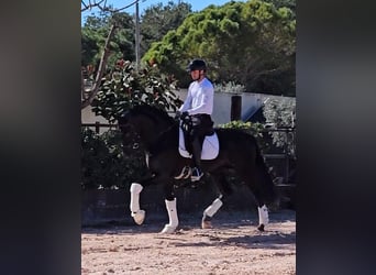 PRE Mix, Stallone, 6 Anni, 172 cm, Morello