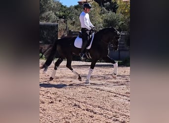 PRE Mix, Stallone, 6 Anni, 172 cm, Morello