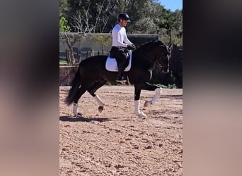 PRE Mix, Stallone, 6 Anni, 172 cm, Morello