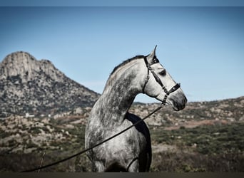 PRE Mix, Stallone, 6 Anni, 173 cm, Grigio pezzato