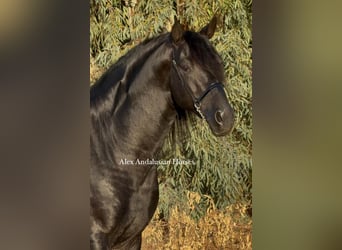 PRE Mix, Stallone, 6 Anni, 173 cm, Morello