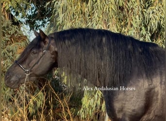 PRE Mix, Stallone, 6 Anni, 173 cm, Morello
