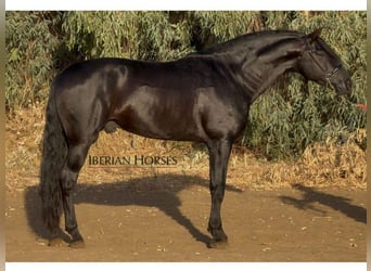 PRE Mix, Stallone, 6 Anni, 173 cm, Morello