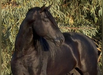 PRE Mix, Stallone, 6 Anni, 173 cm, Morello