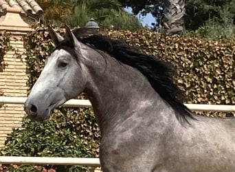 PRE, Stallone, 6 Anni, 174 cm, Grigio
