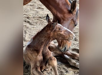 PRE, Stallone, 6 Anni, 174 cm, Grigio