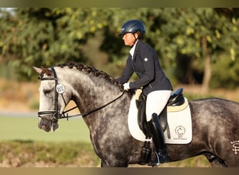 PRE Mix, Stallone, 6 Anni, 182 cm, Grigio