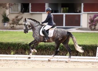 PRE Mix, Stallone, 6 Anni, 182 cm, Grigio
