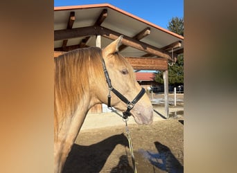 PRE Mix, Stallone, 7 Anni, 156 cm, Pearl