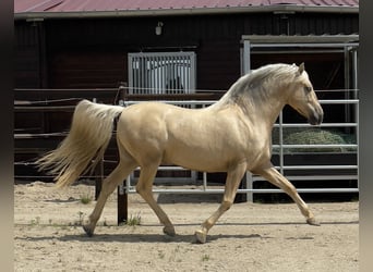 PRE, Stallone, 7 Anni, 157 cm, Palomino